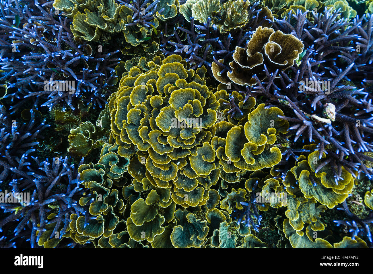 Looking down on a colony of green Vase Corals surrounded by purple Staghorn Coral. Stock Photo