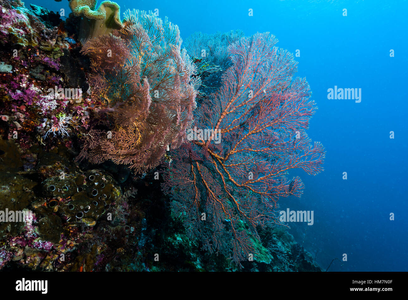 The bright red fragile lattice of a Gorgonian Sea Fan on the wall of a coral reef. Stock Photo