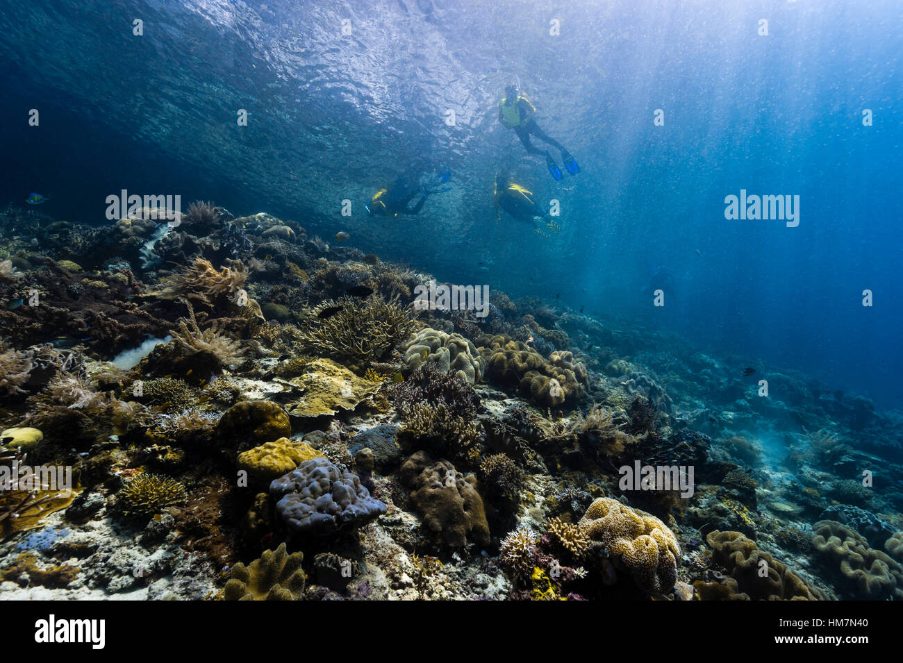 A tourist snorkeling through sunrays over a coral reef. Stock Photo