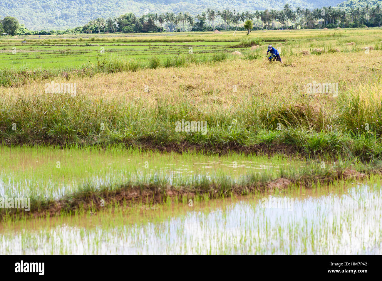 Puddy field hi-res stock photography and images - Alamy