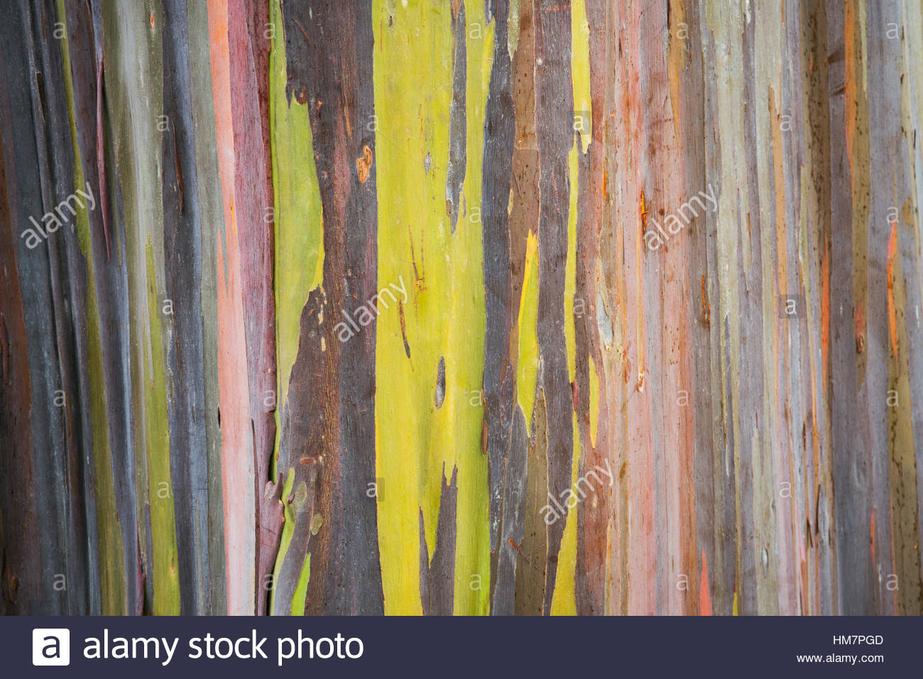 Hawaii Rainbow Eucalyptus Tree Tree High Resolution Stock Photography And Images Alamy
