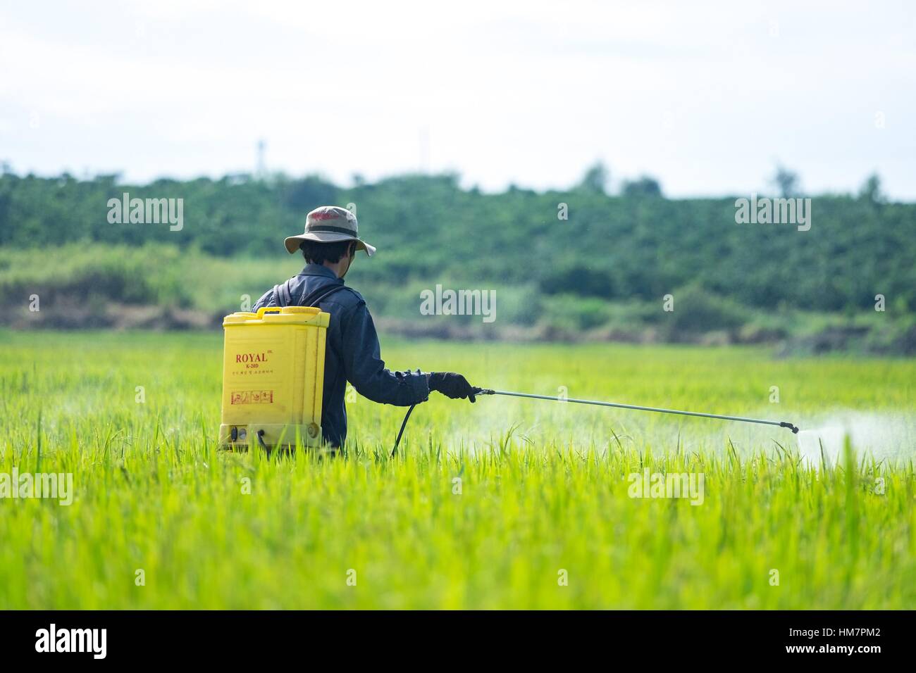 Farmer spraying pesticide on rice field Stock Photo - Alamy