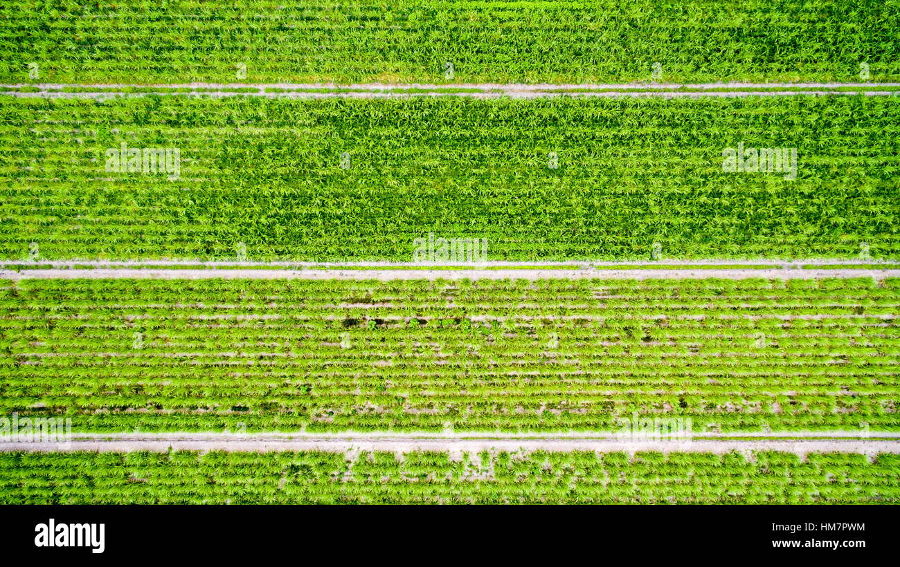 Vertical aerial image of sugarcane growing on a farm on the Sunshine Coast of Queensland, Australia. Stock Photo