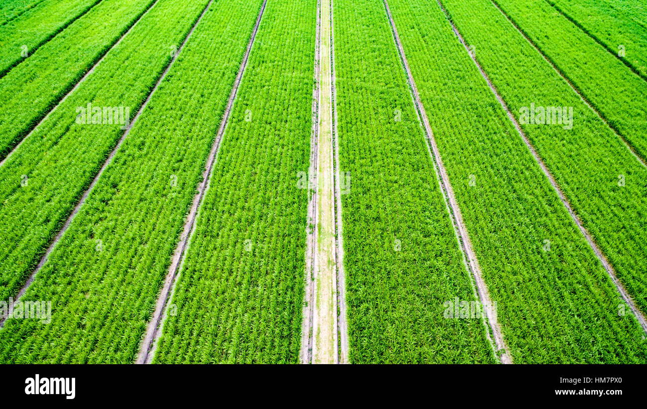 Oblique aerial image of sugarcane growing on a farm on the Sunshine Coast of Queensland, Australia. Stock Photo