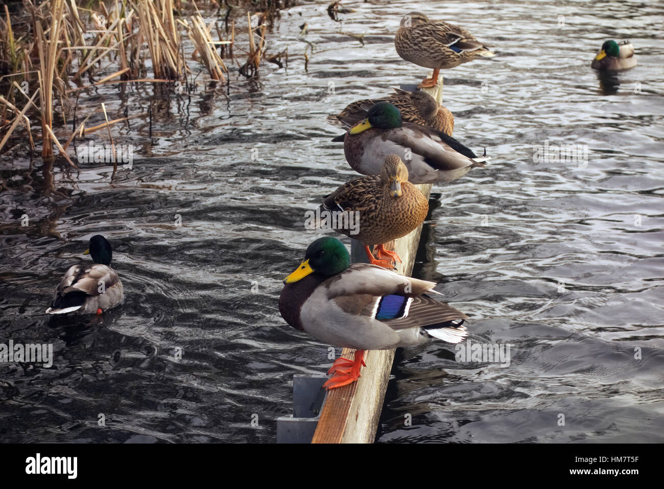 Ducks lined up hires stock photography and images Alamy