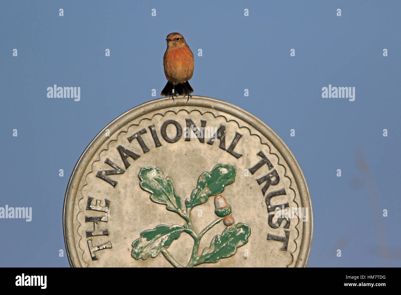 Female Stonechat on National Trust sign at Minsmere Stock Photo