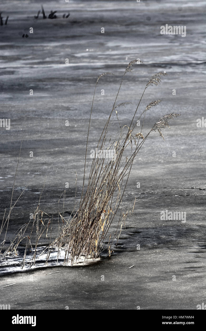 Withered reed hi-res stock photography and images - Alamy