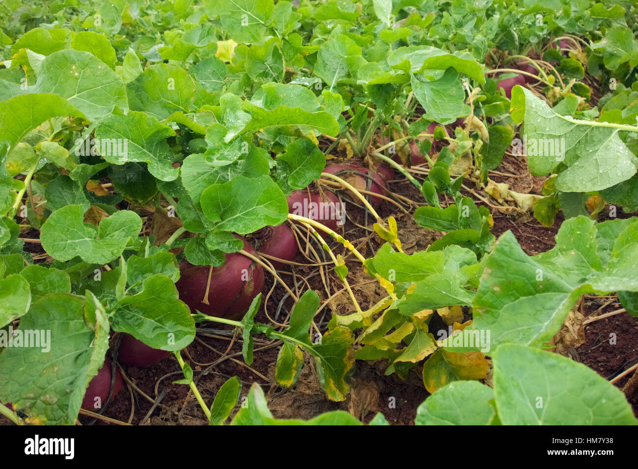 A crop of Swede in November Brassica napus (Napobrassica Group) Stock Photo