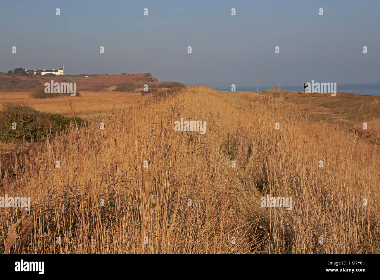 View of the reedbeds looking north from the north wall at Minsmere Stock Photo