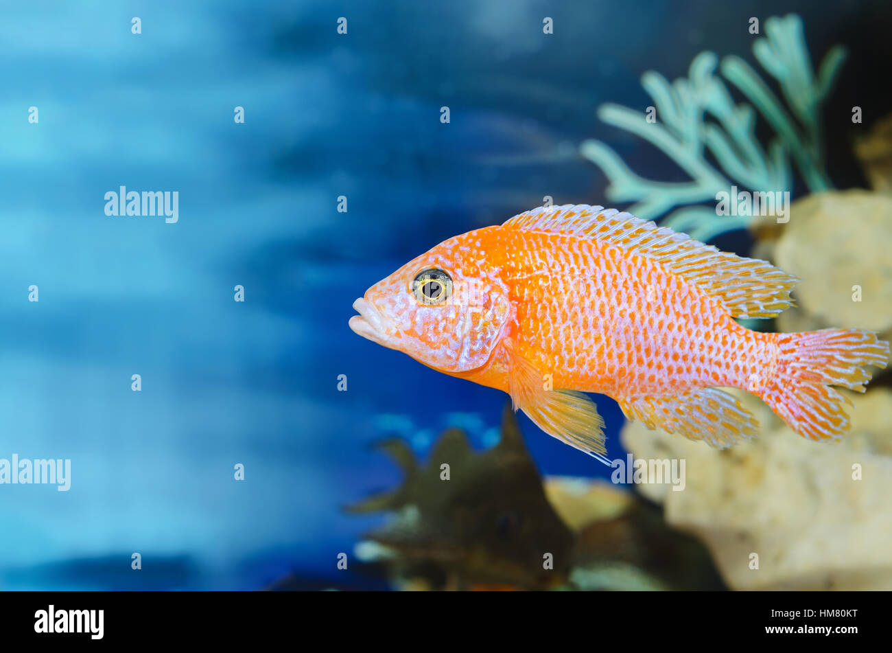 Aquarium blue background with red fish. Plenty of space for text. Stock Photo