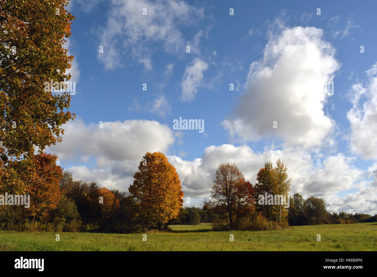 autumn landscape with maple trees and meadow Stock Photo - Alamy