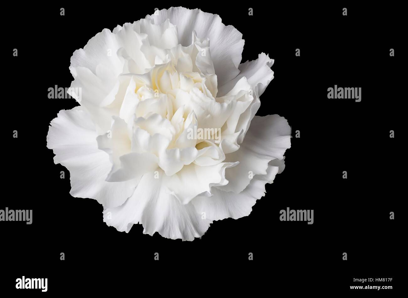 Single White Carnation Flowerhead set on a black background Stock Photo