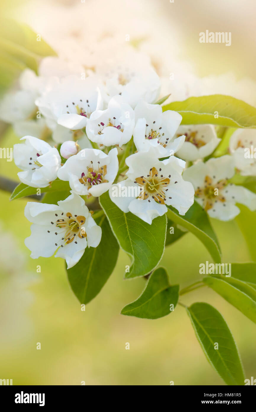 Spring white blossom of the Comice Pear tree - Pyrus communis 'Doyenné ...