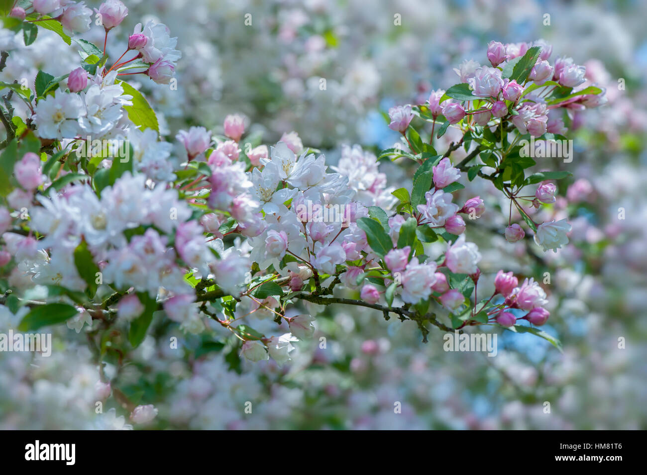 Delicate spring white and pink blossom flowers of the Crab apple tree Malus × micromalus Stock