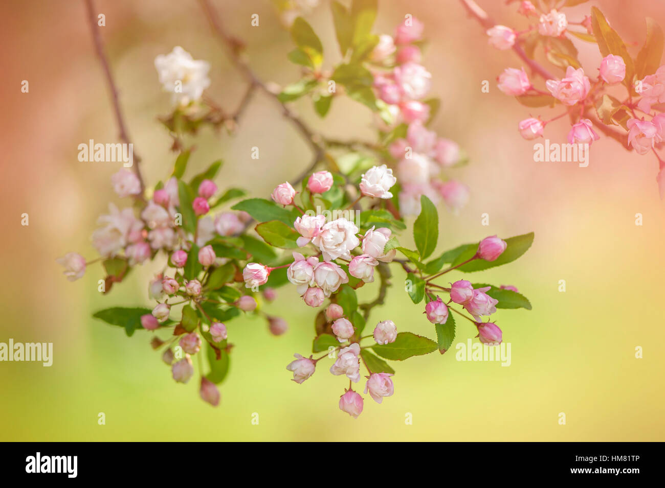 Delicate spring white and pink blossom flowers of the Crab apple tree Malus × micromalus Stock