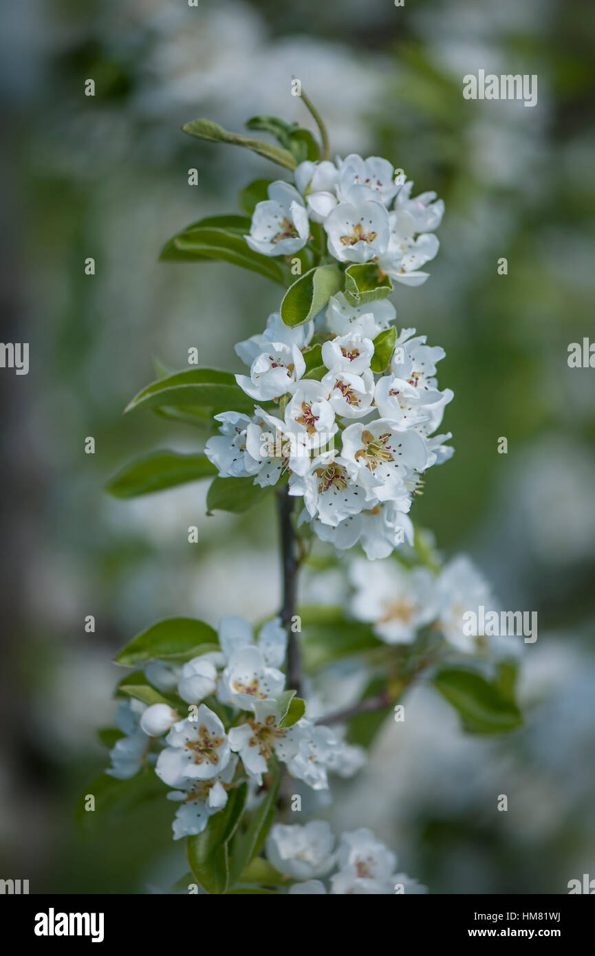 Spring white blossom of the Comice Pear tree -  Pyrus communis 'Doyenné du Comice' Stock Photo