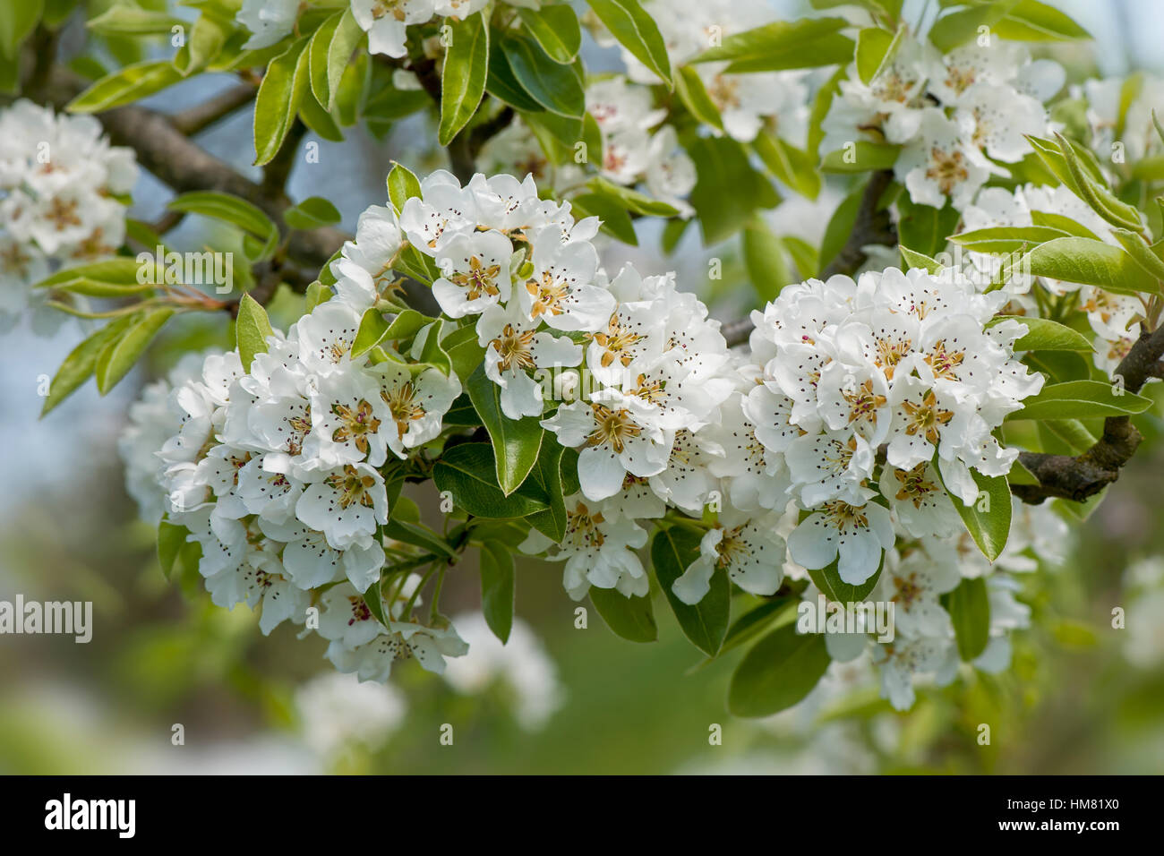 Close-up spring white blossom of the Comice Pear tree -  Pyrus communis 'Doyenné du Comice' Stock Photo