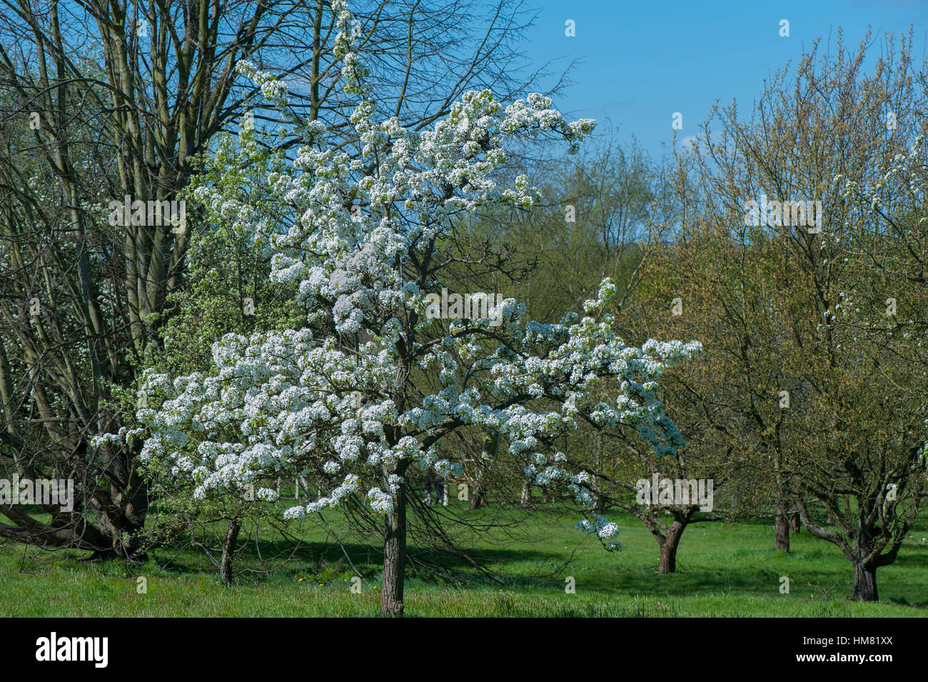 https://c8.alamy.com/comp/HM81XX/spring-white-blossom-of-the-comice-pear-tree-pyrus-communis-doyenn-HM81XX.jpg