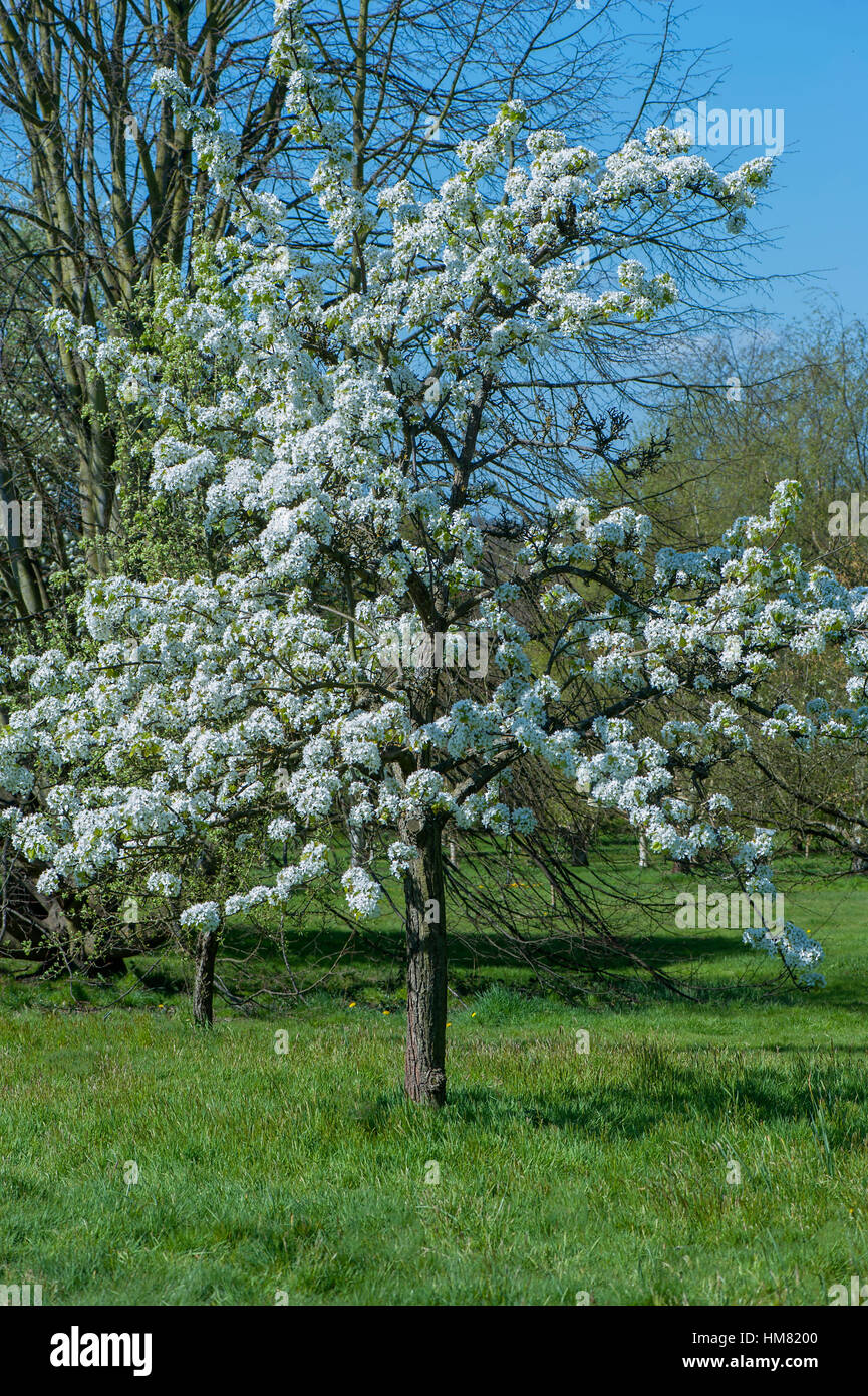 Spring white blossom of the Comice Pear tree -  Pyrus communis 'Doyenné du Comice' taken against blue sky. Stock Photo