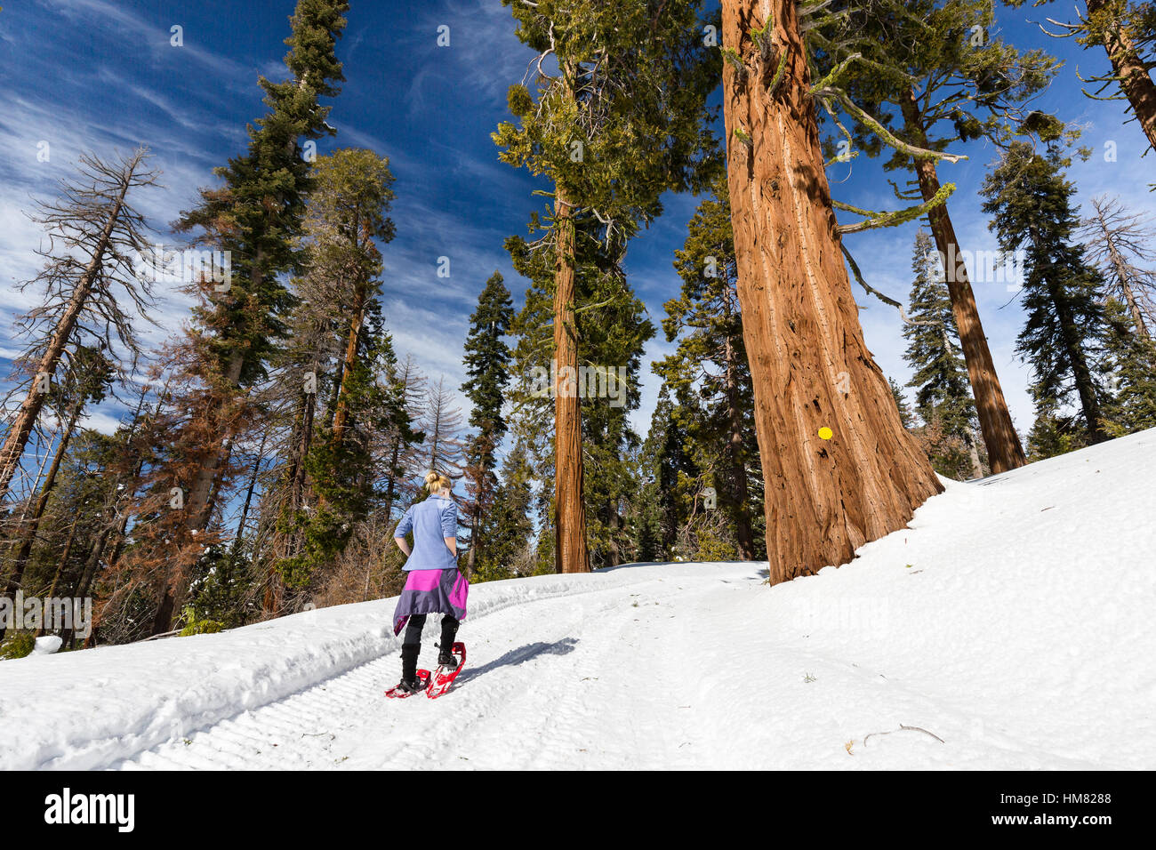 A woman snowshoes along a snow-covered winter trail next to a massive redwood tree in Kings Canyon National Park. Stock Photo
