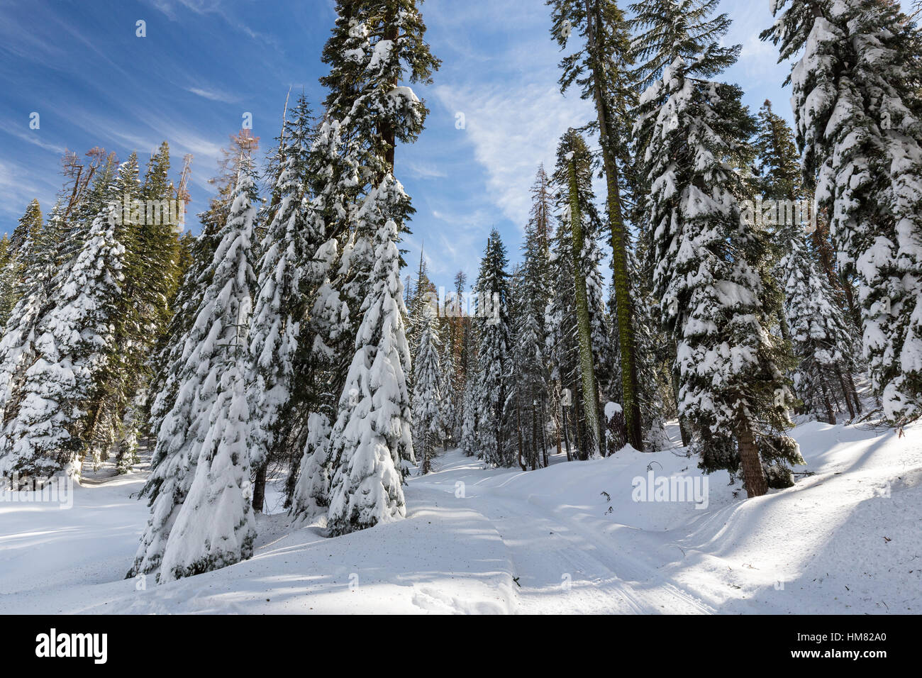 A quiet view of the snow-covered road to Panoramic Overlook in Kings Canyon National Park during winter with snow blanketing the Stock Photo