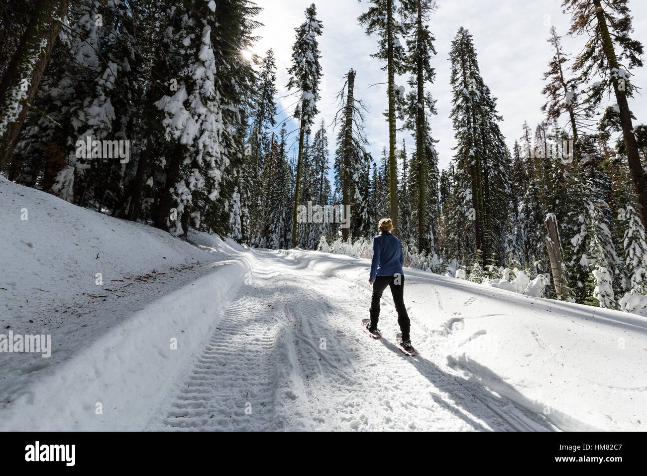 A woman snowshoes along a snow-covered winter trail in Kings Canyon National Park. Stock Photo