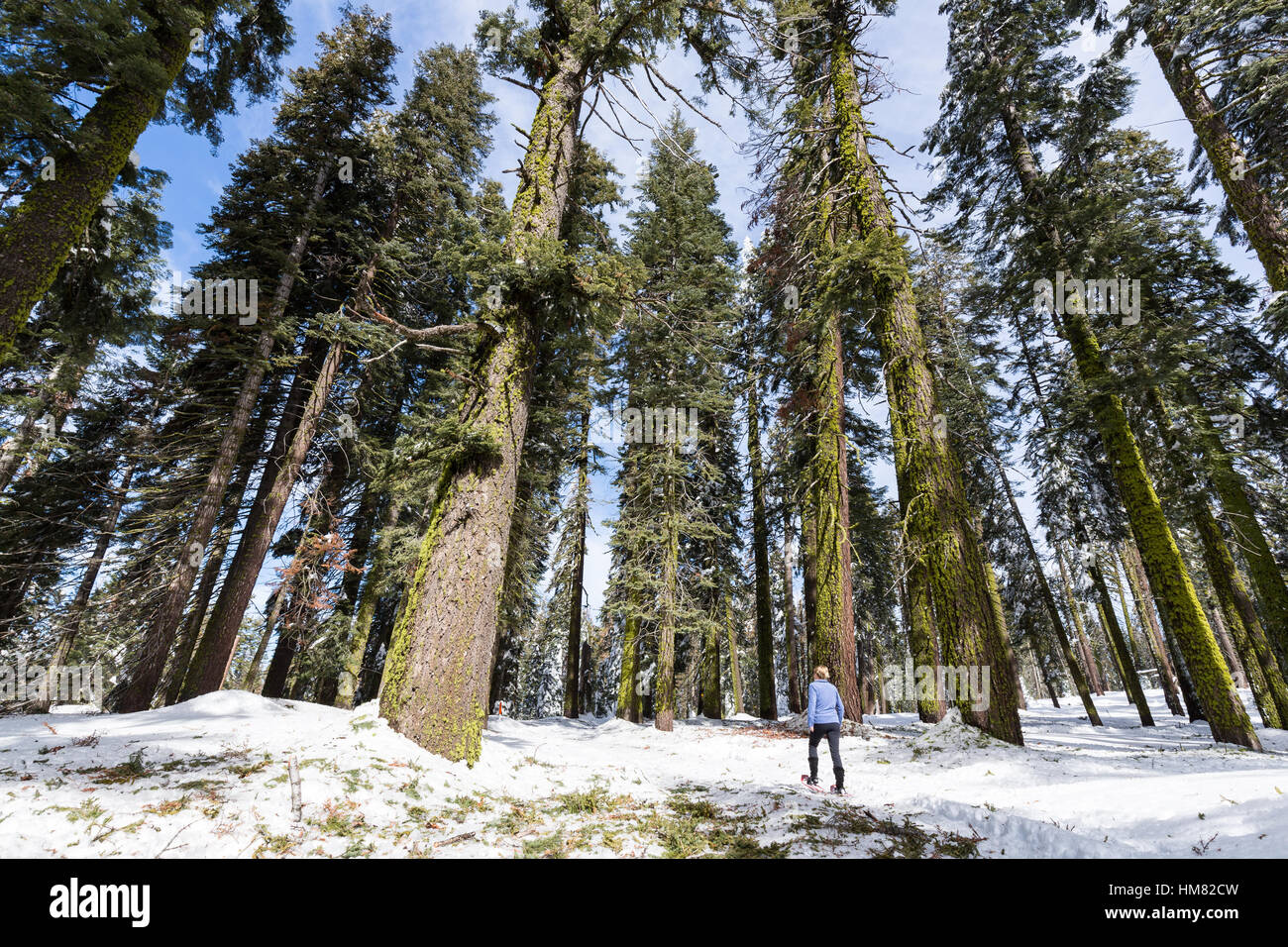 A woman snowshoes amongst huge trees and redwoods in the winter snow at Kings Canyon National Park. Stock Photo