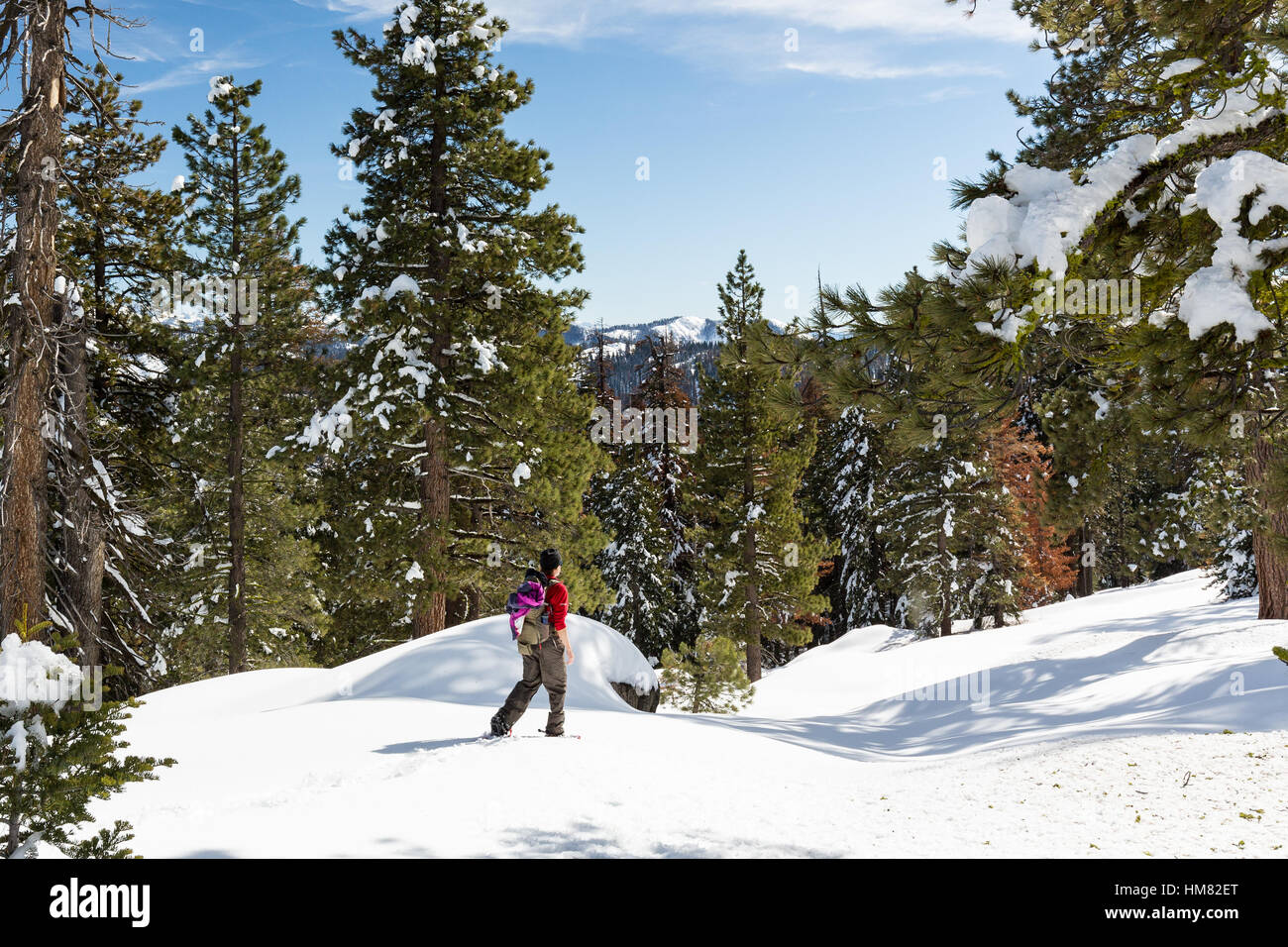 A man showshoes in the backcountry snow of Sequoia and Kings Canyon National Park in the winter. Stock Photo