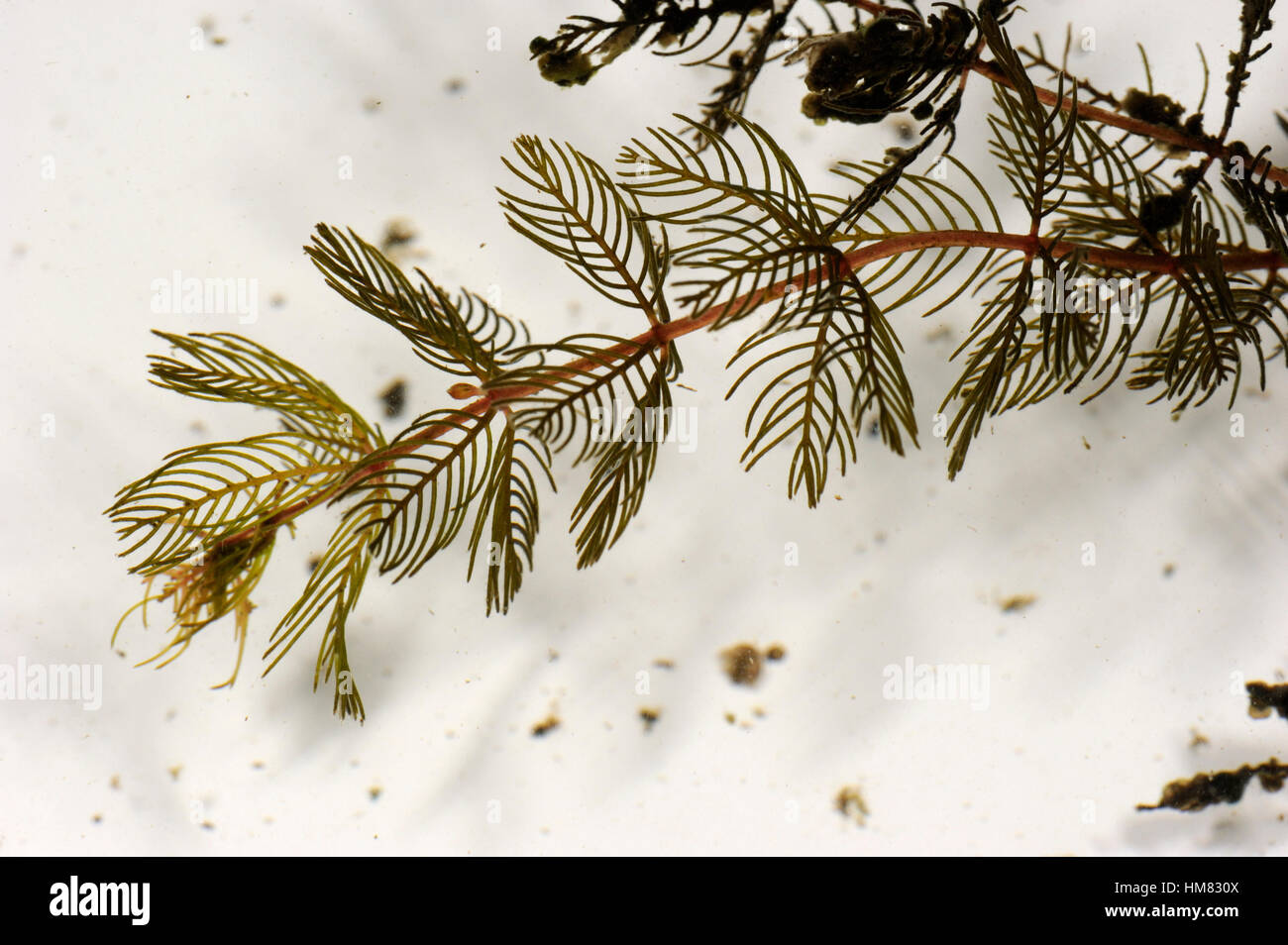 Spiked Water-milfoil, Myriophyllum spicatum Stock Photo