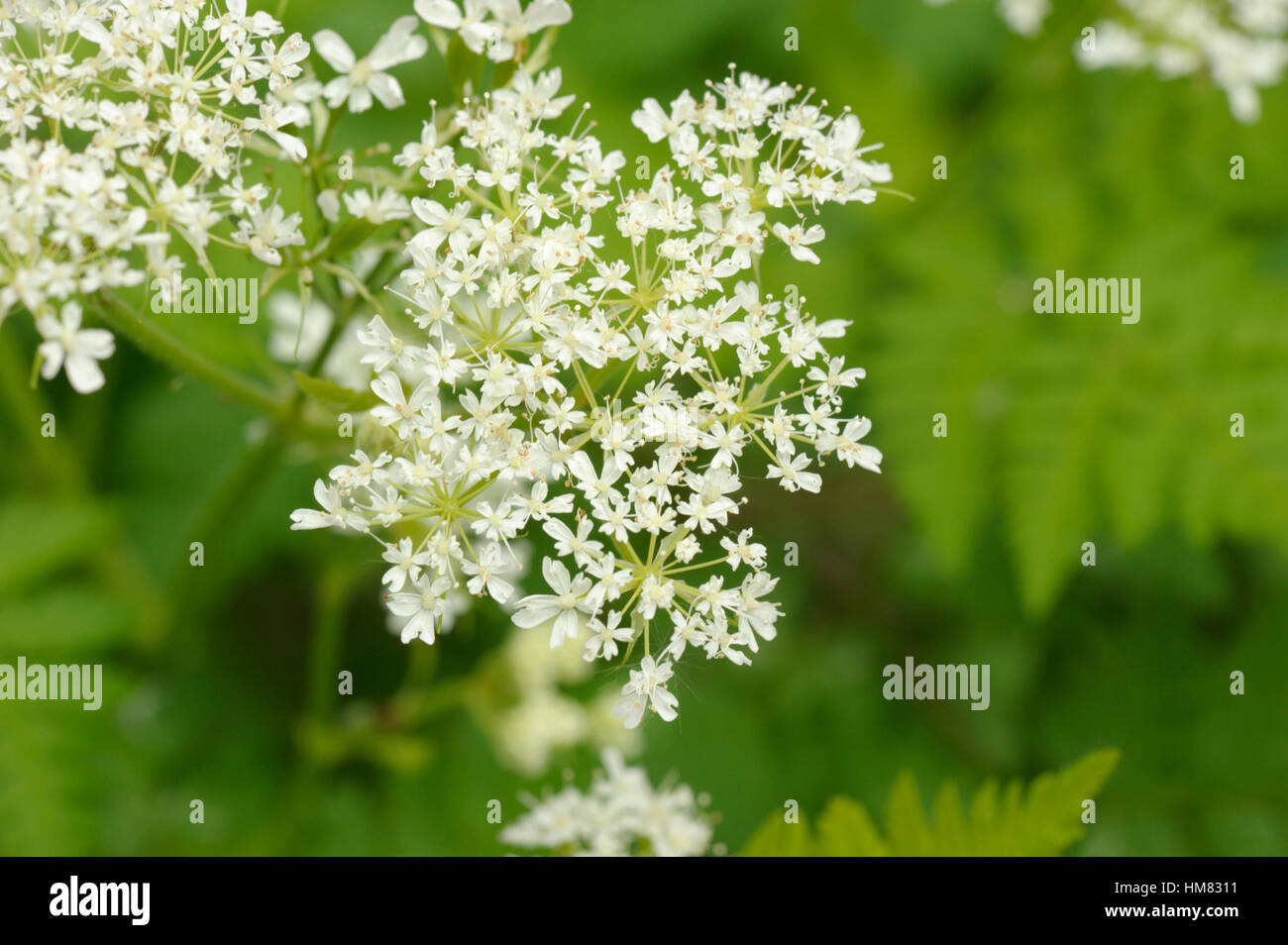 Sweet Cicely, Myrrhis odorata Stock Photo