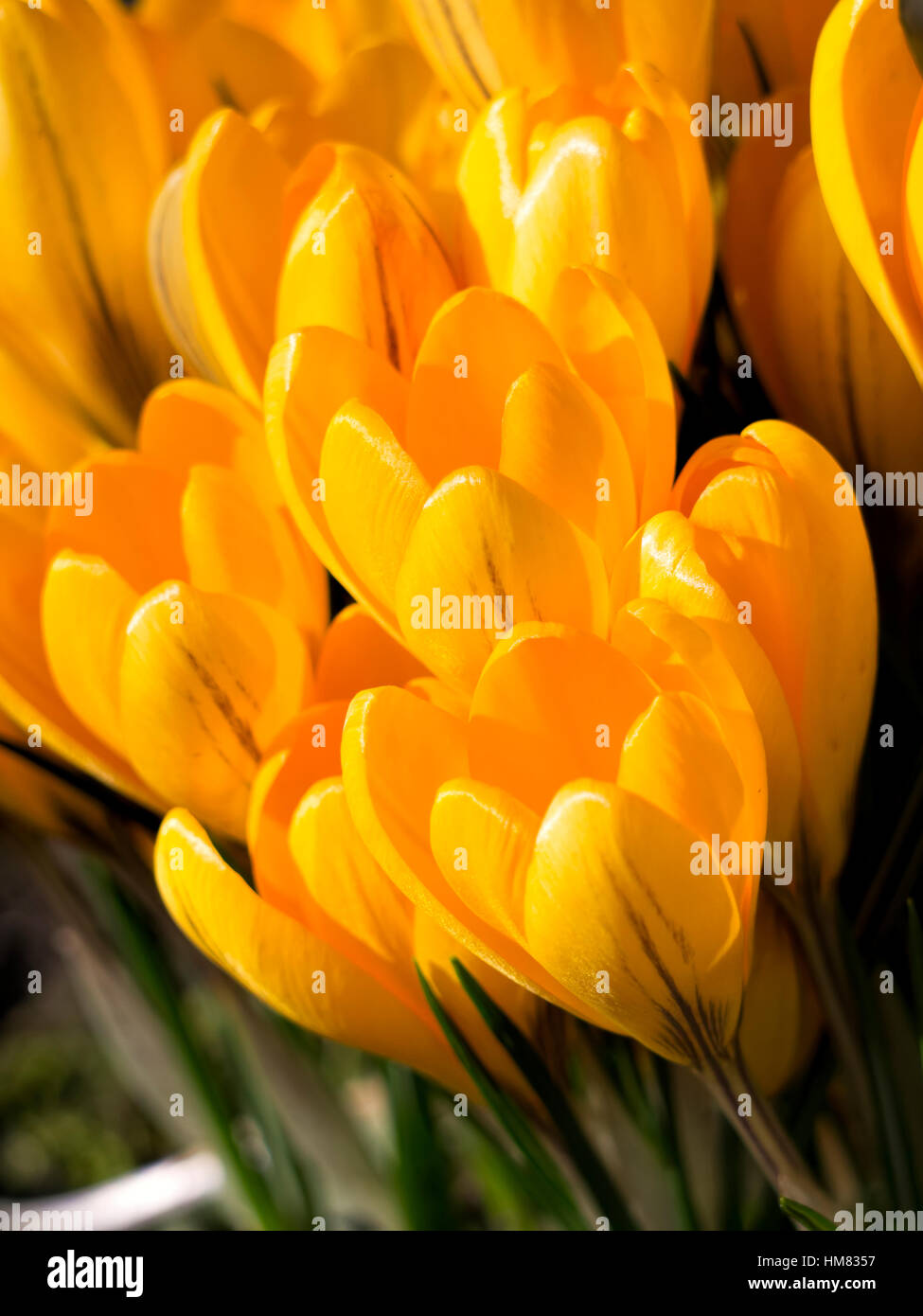 Yellow  Crocus flowers in full bloom Stock Photo