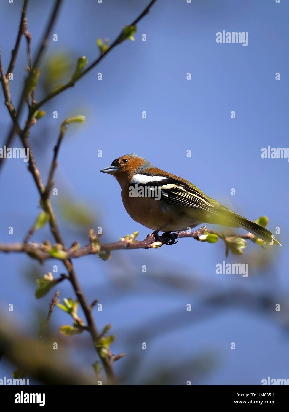 Male Chaffinch perched in a tree Stock Photo