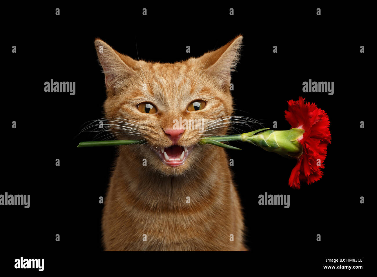 Cat with rose hi-res stock photography and images - Alamy
