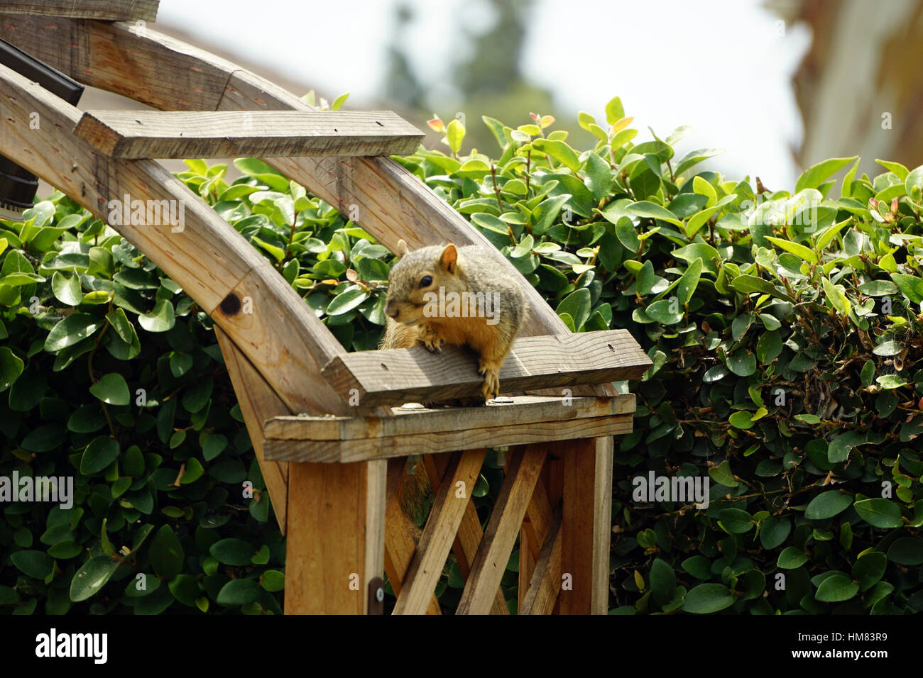 Western Grey Squirrel Stock Photo