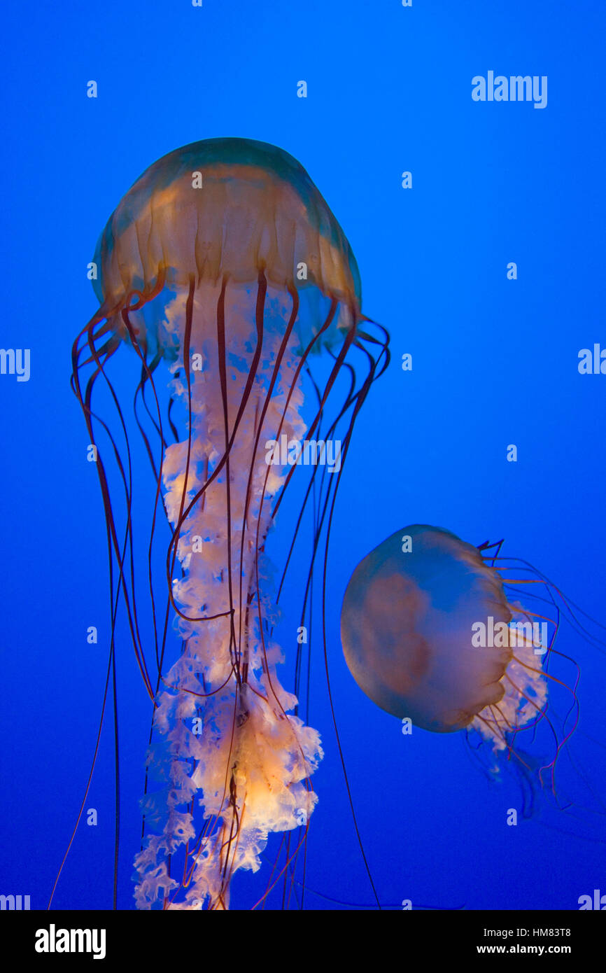 Chrysaora fuscescens, a Pacific sea nettle Stock Photo