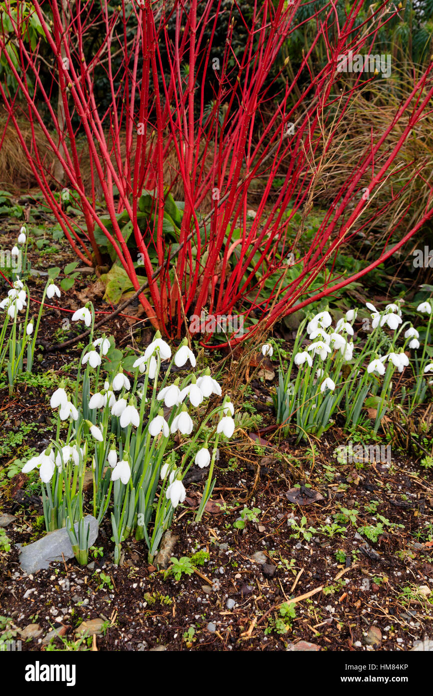 Red stems of Cornus alba 'Sibirica' contrast well with the white flowers of Galanthus elwesii in this winter combination planting Stock Photo