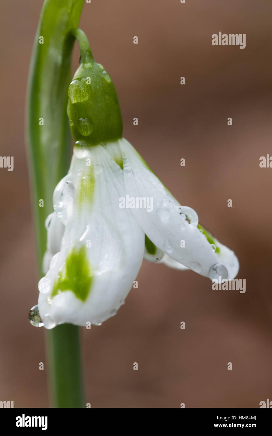 Green markings on the outer petals distinguish the unusual form of the Crimean snowdrop, Galanthus plicatus 'Trimmer' Stock Photo