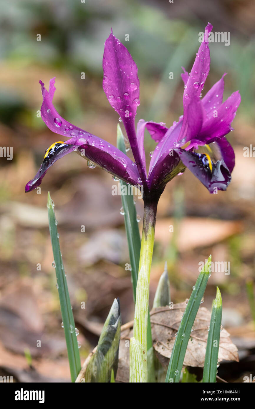 Dark purple petals of the reticulata type dwarf iris, Iris histrioides 'George' Stock Photo