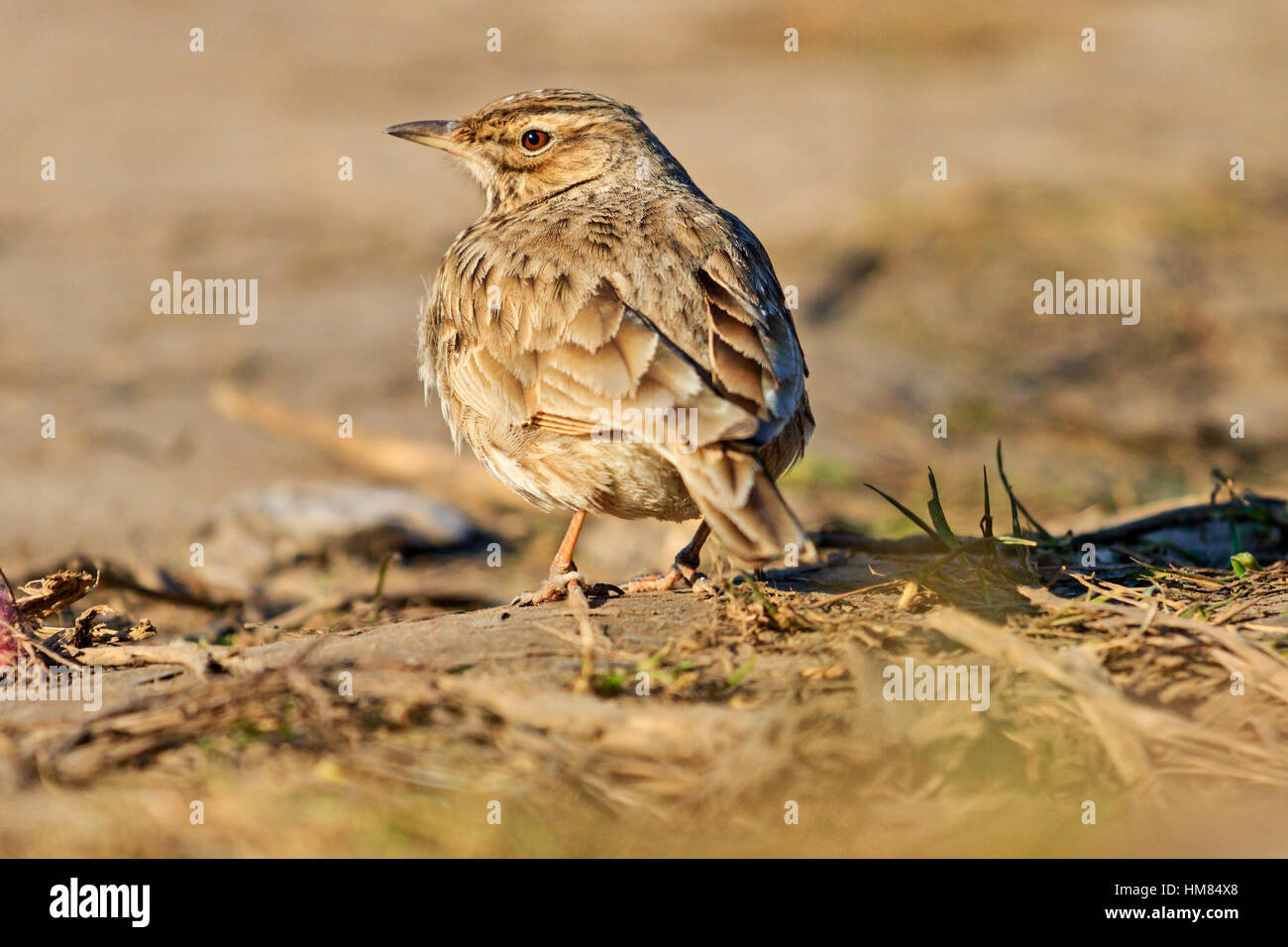 crest lark at sunset is among dry grass Stock Photo