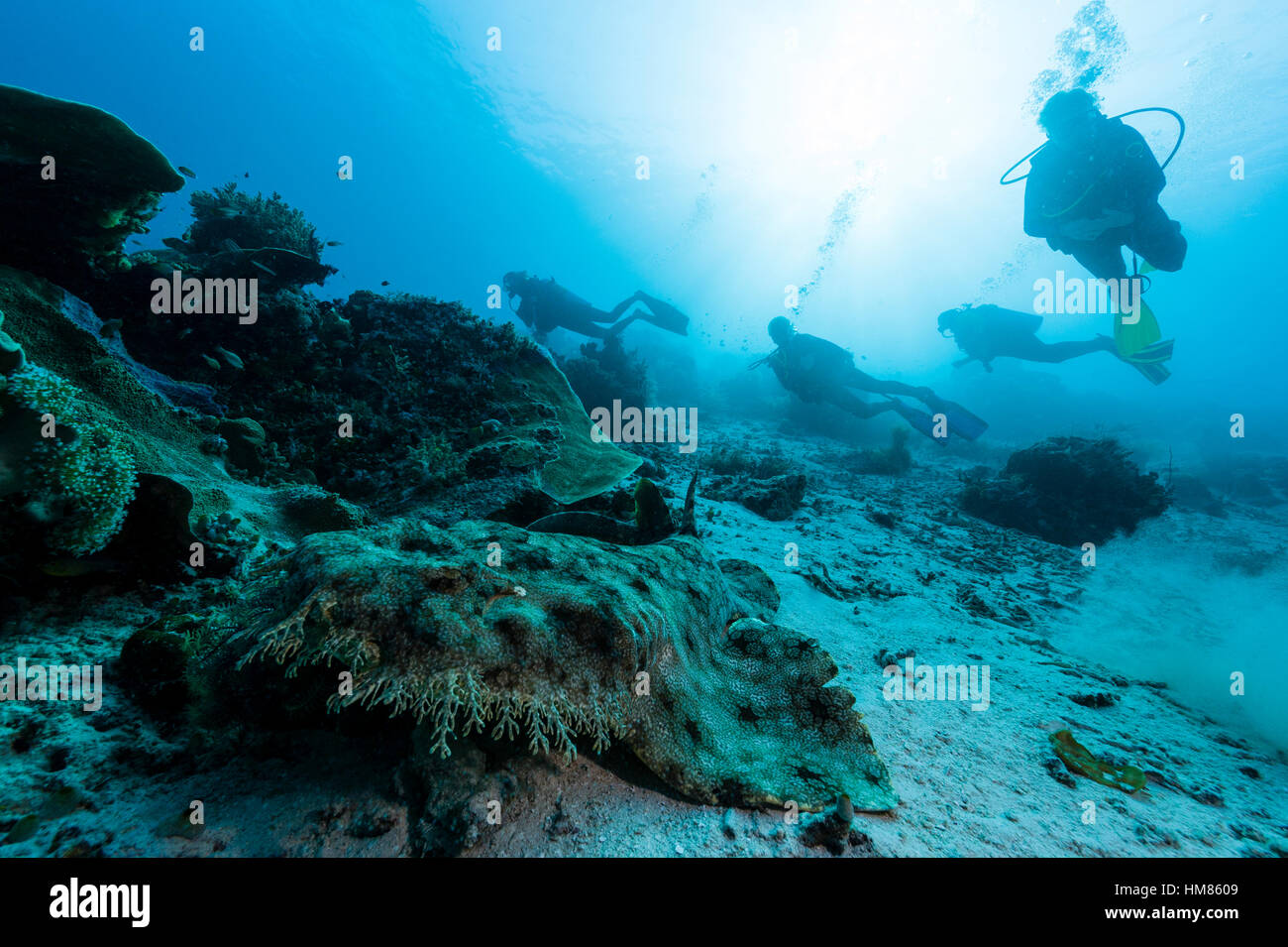 Scuba divers approach a Tasselled Wobbegong resting on the sandy ocean floor. Stock Photo