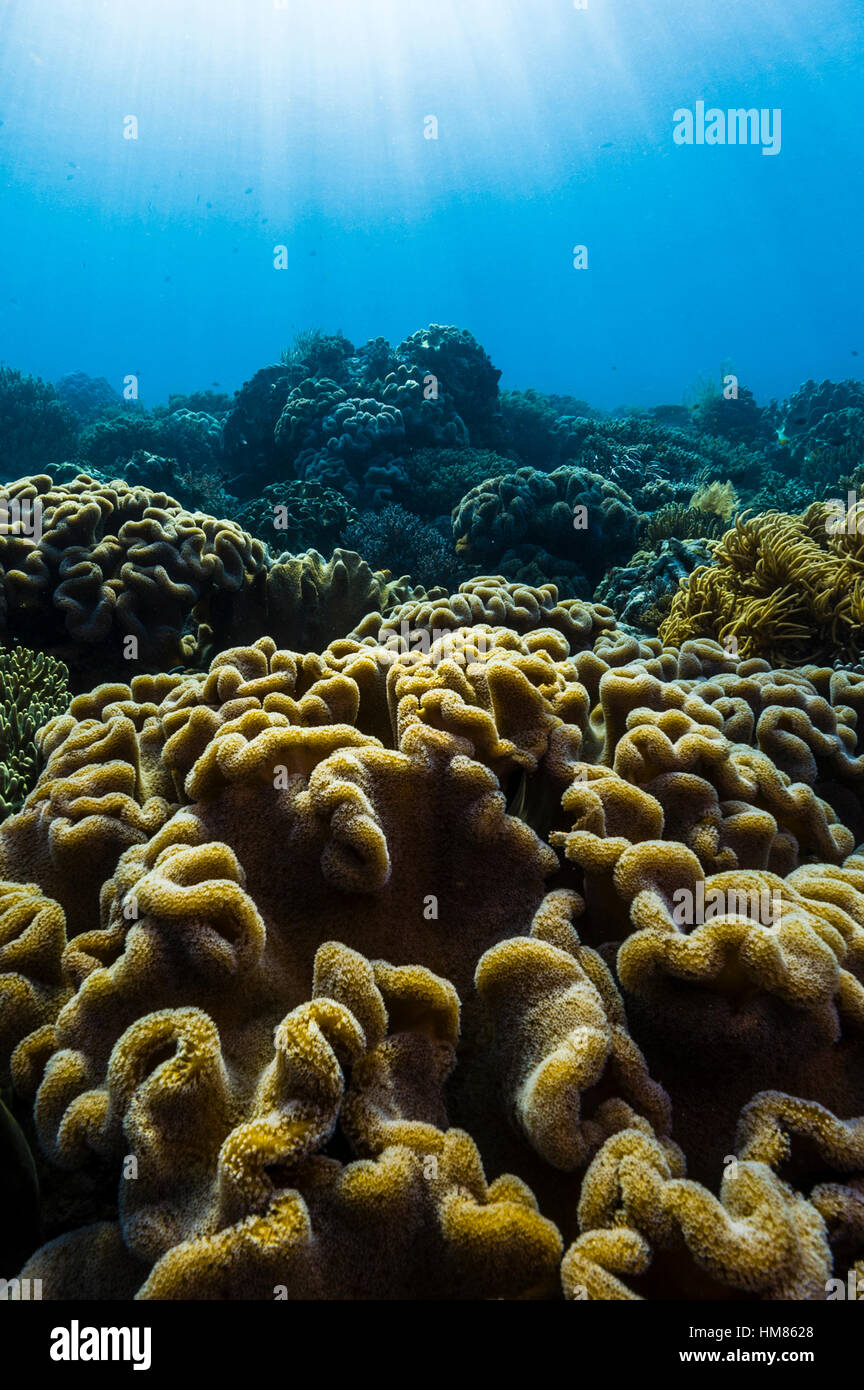 Sunrays fall across a pristine reef and the folded layers of Sarcophyton soft leather coral. Stock Photo