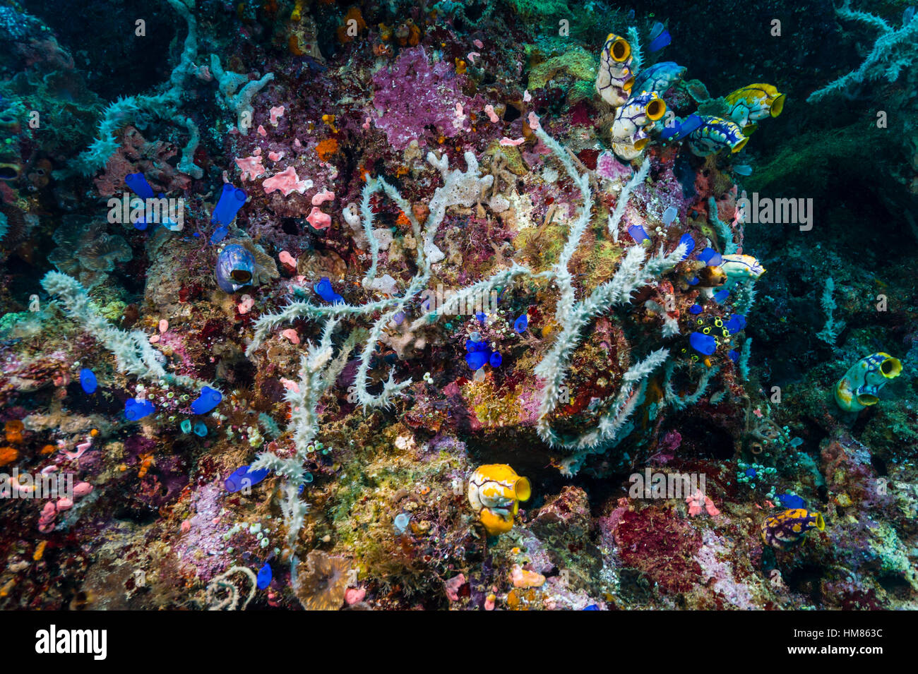 A colony of iridescent blue Sea Squirts and tunicates amongst tubular sponges on a colorful soft coral reef wall. Stock Photo