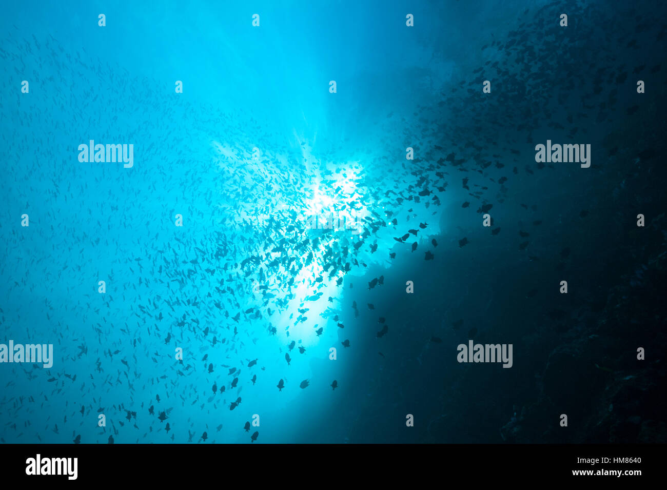 An enormous school of Red-toothed Triggerfish moving in formation along a reef wall towards the sun. Stock Photo
