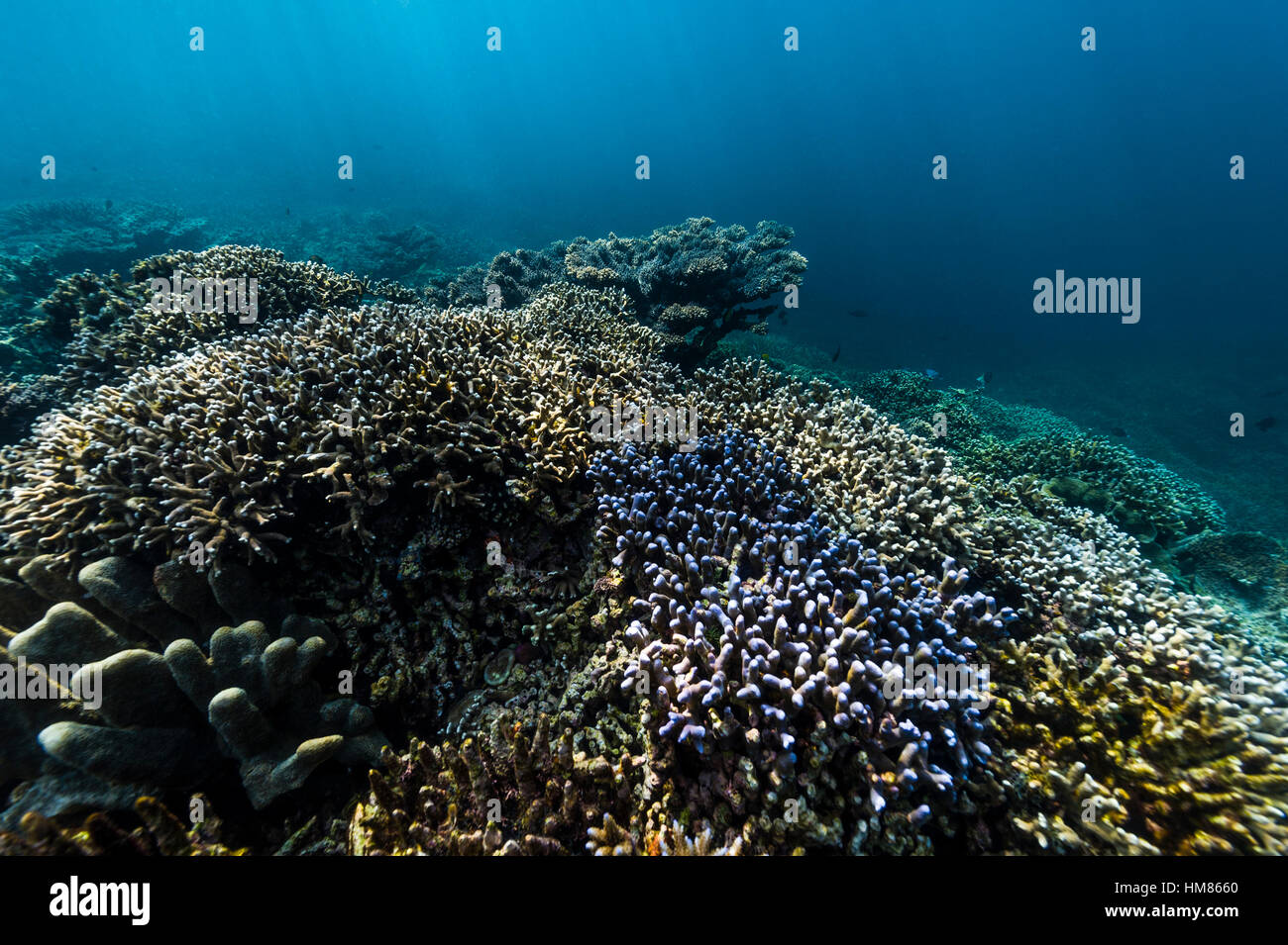 A pristine and healthy coral reef growing on top of a volcanic lava ...