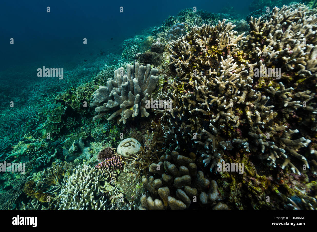 A pristine and healthy coral reef growing on top of a volcanic lava flow in a shallow tropical sea. Stock Photo