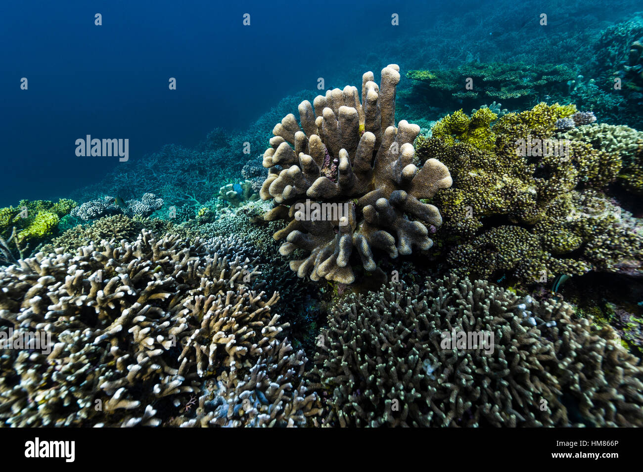 A colony of Pavona Cactus Coralï¾ and stony coral growing on a reef on top of a volcanic lava flow. Stock Photo