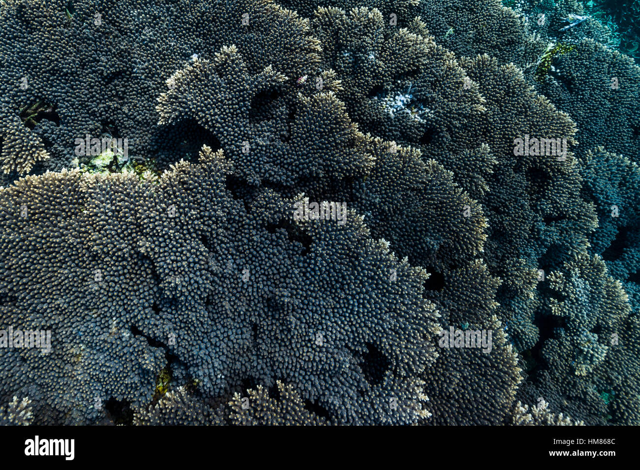 Layers of healthy Table Coral reef growing on top of a volcanic lava flow in a shallow tropical sea. Stock Photo