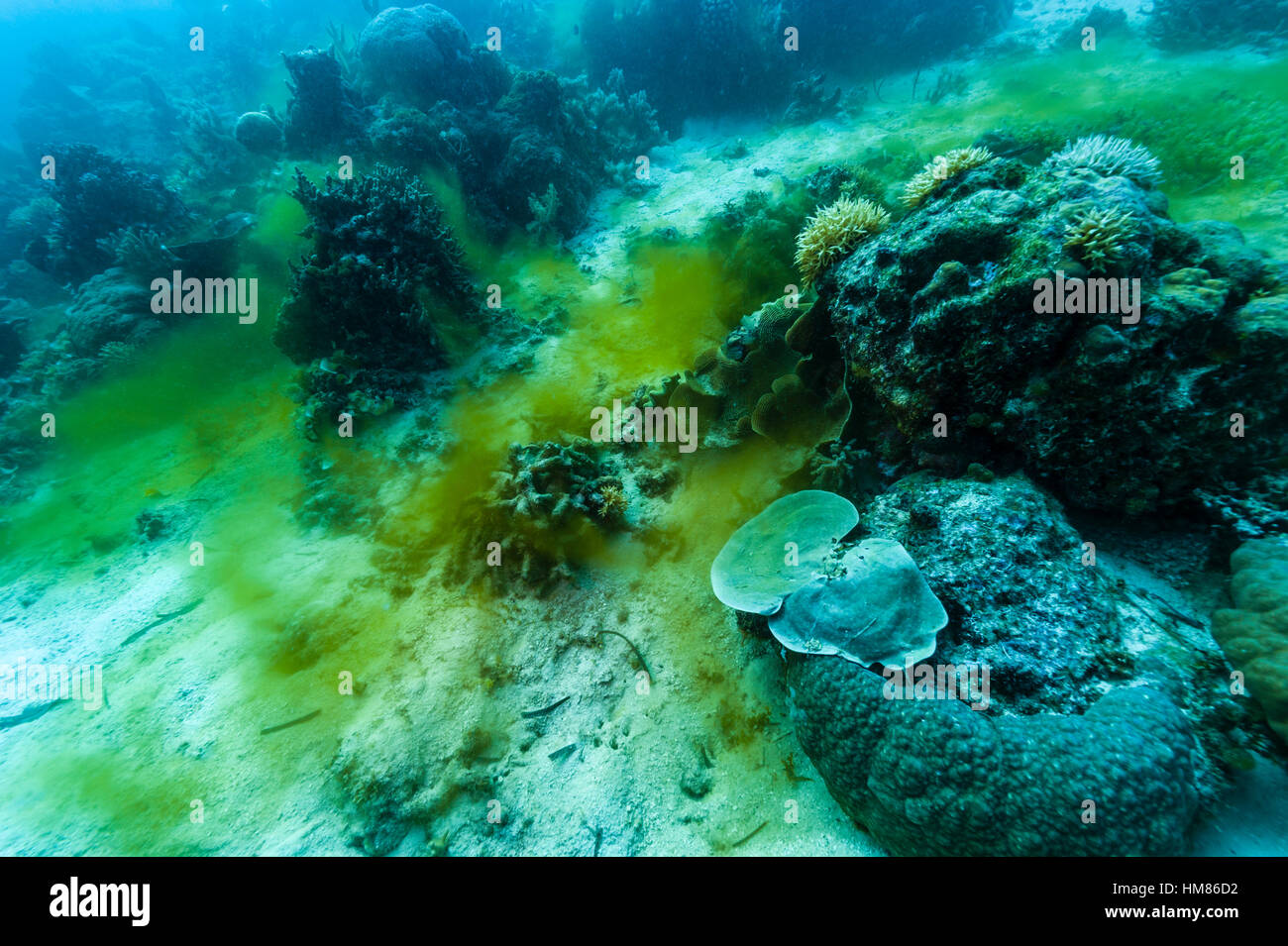 An phytoplankton algae bloom descending down the slope of a tropical reef. Stock Photo