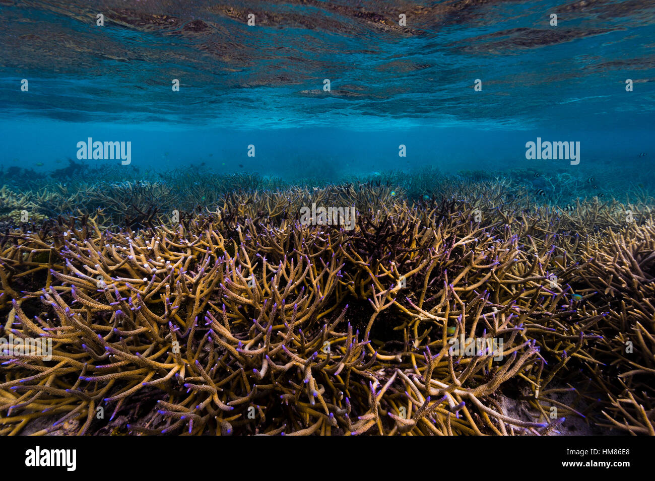A pristine forest of Staghorn coral with bright purple tips in the  shallow waters of a tropical sea. Stock Photo