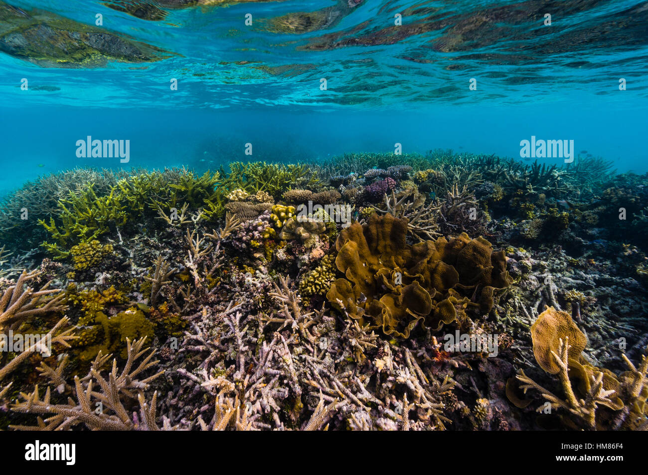 A flourishing coral reef in shallow tropical seas. Stock Photo